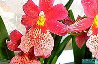Features of Miltonia Orchid. Flower care at home and photo