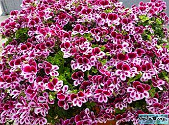 Features of Pelargonium Angel and tips for caring for her