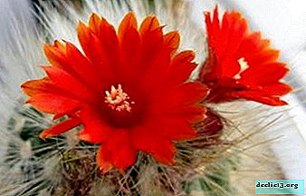 Features of popular types of cactus Parody and care for them