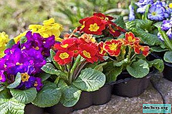 Features of planting and care for a primrose perennial: photos of different types of flower and timing of sowing - Home plants