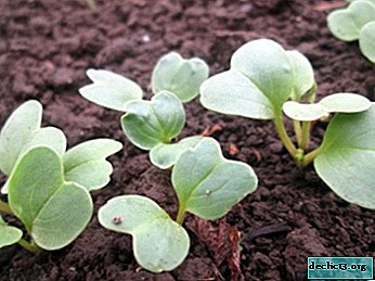 Apresenta plantio de rabanetes em abril. Recomendações para a seleção de sementes, instruções passo a passo para a semeadura