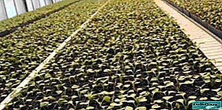Presenta la plantación de rábanos en un invernadero en abril. ¿Qué variedad elegir, cuándo y cómo sembrar?