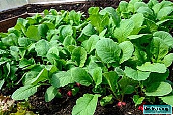 Features of planting radishes in a greenhouse in early spring. When to start sowing? - Vegetable growing
