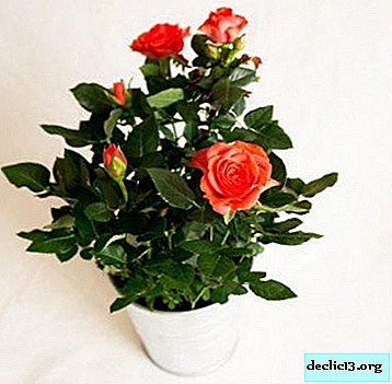 Features of planting cordana roses at home after purchase and the rules for caring for her
