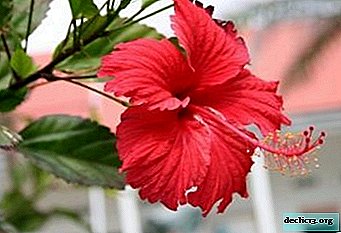 Features of planting grassy hibiscus and caring for it at home and in the open ground, flower photo