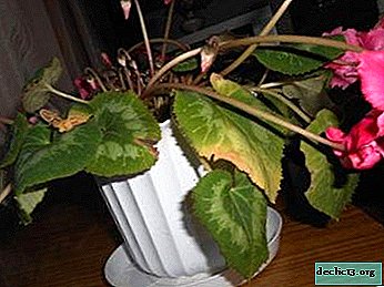 คุณสมบัติของการดูแลที่เหมาะสมสำหรับพืชในร่ม: วิธีการบันทึก cyclamen น้ำท่วมจากน้ำท่วม?