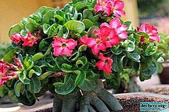 Features of the propagation of adeniums by cuttings at home and further care of the plant