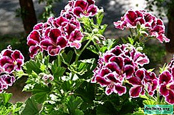 Features of the reproduction of royal pelargonium and subsequent care for it at home