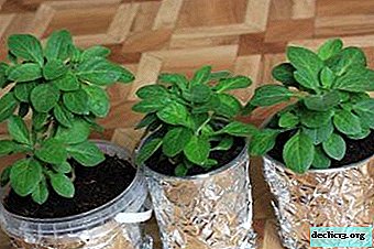 Features of propagation of petunias by cuttings