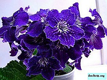 Features of the propagation of streptocarpus leaf and seed: conditions for transplantation