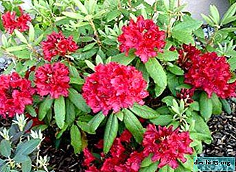Features of the hybrid rhododendron: a description of the subsorts, the rules of care and a photo of the plant - Garden plants