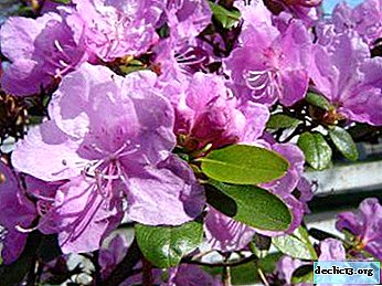 Caractéristiques du Ledebour Rhododendron et des astuces de croissance