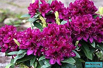 Features of the rhododendron Polarnacht: how is it different from the rest of the species, what care does it require?