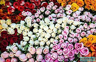 תכונות של בחירת ורדים הולנדים - תיאור ותצלום של זנים, ניואנסים של גידול