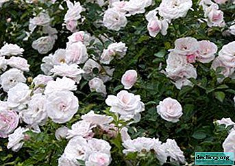 Comporte des roses de la variété d'aspirine. Description et photos, conseils de soin et de reproduction