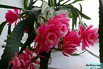 Features of the content of epiphyllum at home. Rules of care and photo plants