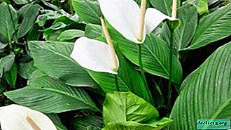 Features of Wallis spathiphyllum and tips for caring for it at home