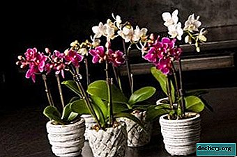 Caractéristiques de la structure des orchidées