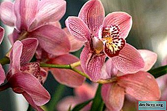 Características del curso de las alergias a las orquídeas en niños y adultos, así como métodos de prevención y tratamiento.