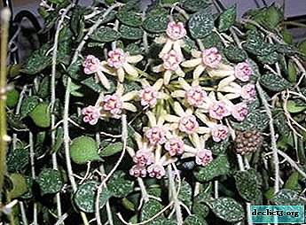 Caractéristiques de soin et de croissance d'une fleur incroyable - Hoya Kurtisi