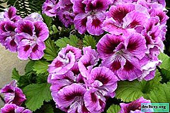 Features of care or why the royal pelargonium does not bloom?