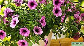 Merkmale der Pflege für ampelöse Petunien sowie Fotos der Sorten dieser Blume