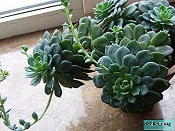 Features of care for echeveria elegant: we grow the plant correctly