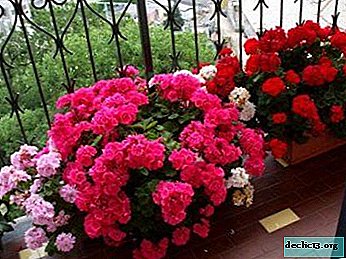 Features of care for ampelous geraniums - how to achieve magnificent flowering at home?