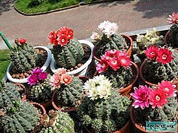 Features of caring for hymnocalycium at home and ways to eliminate flower diseases