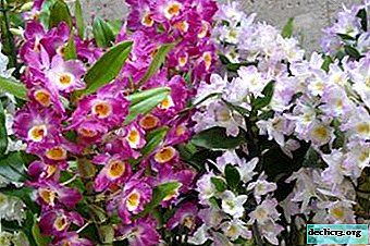 Funktioner ved orkidépleje dendrobium nobile: hvad hvis planten er falmet, og hvad de skal gøre næste?