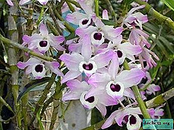 Características do dendrobium de cuidados com orquídeas em casa. Dicas úteis e foto da flor