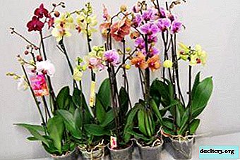 Značilnosti skrbi za orhidejo Phalaenopsis Mix doma po nakupu v trgovini