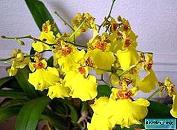 Funktioner af orkidépleje oncidium og populære underkategorier af denne art