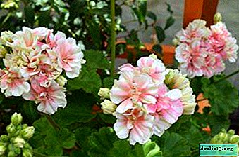 Pelargonium care features Ludwigsburg flyer. Types of flower diseases and ways to combat them