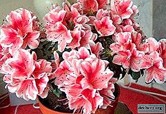 Características del cuidado del rododendro y la nutrición de las plantas en el hogar: fertilizantes para azaleas