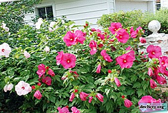 Značilnosti nege vrtnega hibiskusa. Kako gojiti lep grm?