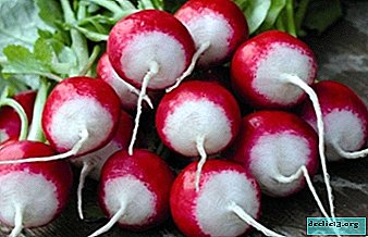 Caractéristiques de l'utilisation des radis pour le diabète et de l'index glycémique des légumes