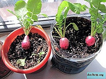 Features, conditions and order of growing radishes on the windowsill in the apartment