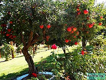 Merkmale der Auswahl und Vorbereitung von Erde und Düngemitteln für den Anbau von Granatapfel unter Raumbedingungen und im Freiland
