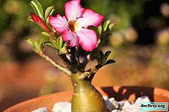 Features of growing adenium at home and methods of its reproduction