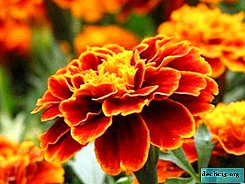 Features of growing marigolds in pots or crates at home. Flower Care Tips and Healthy Beauty Recipes