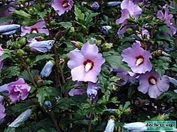 Caractéristiques de la culture de l'hibiscus syrien: plantation et entretien en pleine terre, propagation par graines et boutures