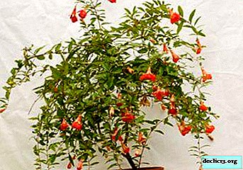 Features of growing pomegranate at home from stone and caring for it