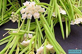Características de cultivar e cuidar de uma flor incrível - Hoya Linearis