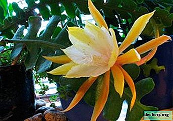 Features of growing forest cactus Epiphyllum Anguliger