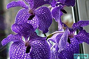 Características del cultivo de la orquídea de Wanda en casa: ¿cómo hacer que una planta florezca?