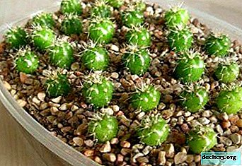 Características del cultivo de cactus populares a partir de semillas en el hogar