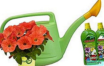 Features of growing plants at home: how to feed petunia for abundant flowering?