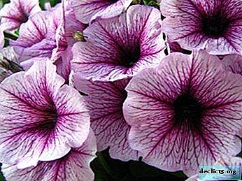 Features of growing plants at home in winter: how to save petunia until next summer?