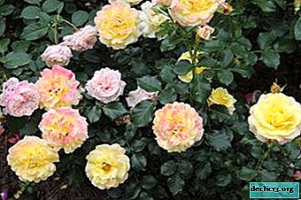Caractéristiques de roses en croissance Cordes. Descriptions et photos de variétés - Plantes de jardin